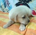 Labrador Retriever puppies