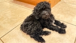 Toy/mini poodle