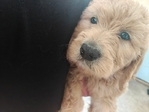 Goldendoodle