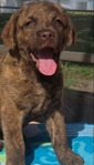 Chesapeake Bay Retriever