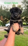 GERMAN SHEPHERD PUPPIES