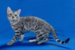 Bengal