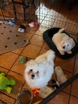 COTON DE TULEAR