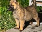Belgium/Shepherd