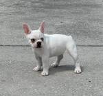 French bulldog