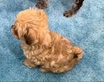 Shih-Poo