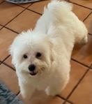 COTON DE TULEAR
