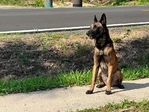 Belgium/Shepherd