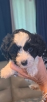 Mini Sheepadoodle