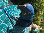 Hyacinth Macaw