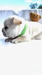 French bulldog