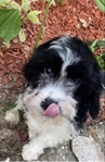 CavaPoo