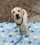 LABRADOR  RETRIEVER MALE PUPPIES