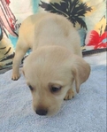 Labrador Retriever puppies
