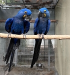 Hyaccnth Macaw