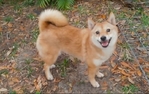 Shiba Inu
