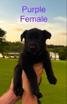 GERMAN SHEPHERD PUPPIES