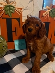 Mini Goldendoodles