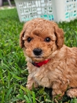 Toy Goldendoodle