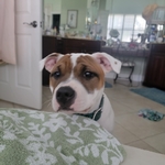 AKC registered Staffordshire Bull Terrier