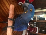 Hyacinth Macaw