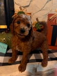 Mini Goldendoodles