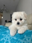 MALTESE