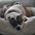 AKC registered Staffordshire Bull Terrier