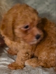 TOY POODLE