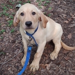 LABRADOR  RETRIEVER MALE PUPPIES