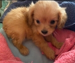 CavaPoo