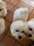 COTON DE TULEAR