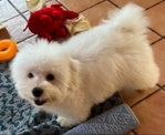 COTON DE TULEAR