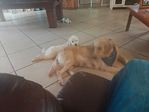 Goldendoodle