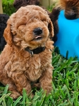 Toy Goldendoodle