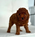 Poodle Toy AKC