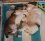 Lhasa Apso