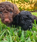 Toy Goldendoodle