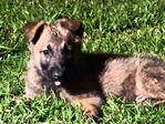 Belgium/Shepherd