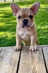 French bulldog