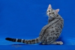 Bengal