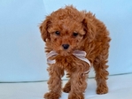 AKC Toy Poodle