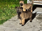 Belgium/Shepherd