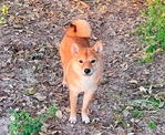 Shiba Inu