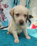 Labrador Retriever puppies