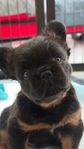 French Bulldog