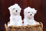 Maltese
