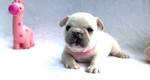 French bulldog