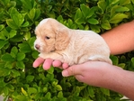 Cockapoo