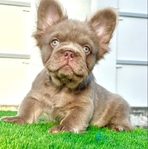 Fluffy French Bulldog